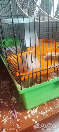 Сирийский хомяк с клеткой