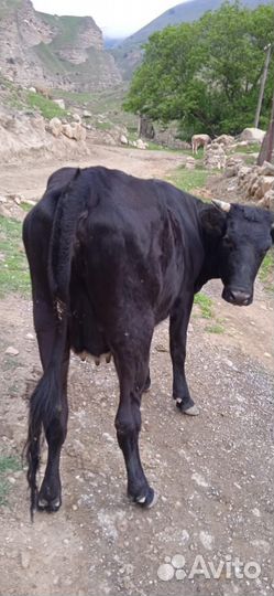 Корова стельная дойная