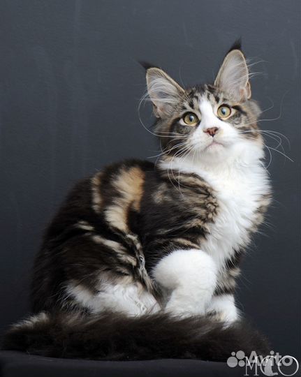 Котята породы майн-кун