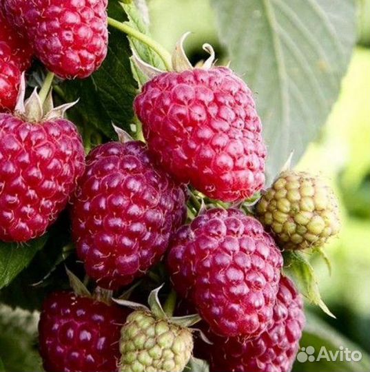 Малина на посадку, доставка, пересылка и прочее