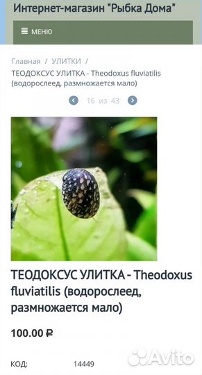 Теодоксус улитка в магазине