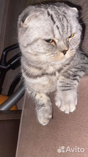 Шотландский кот