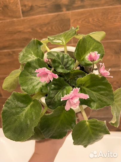 Сортовые фиалки