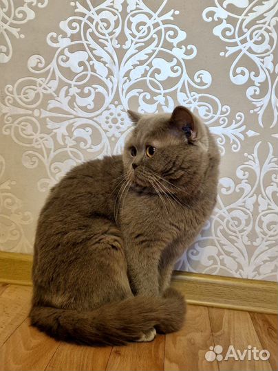 Шотландский кот вязка