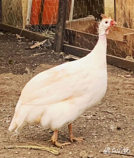 Яйцо цесарки