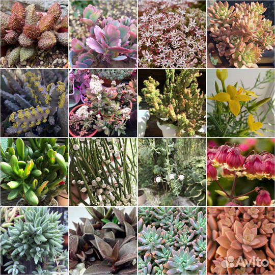 Большой набор суккулентов 36 видов