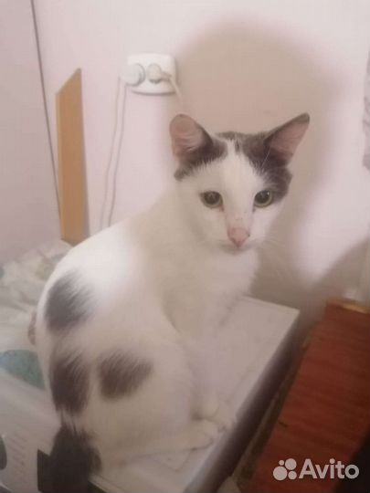 Котик