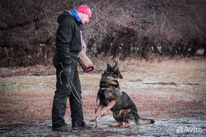 Дрессировка и передержка собак