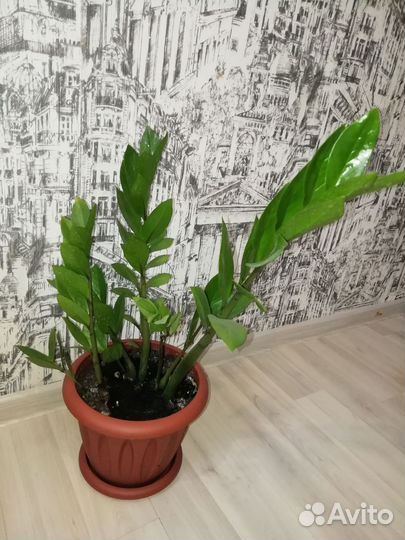 Замиокулькас