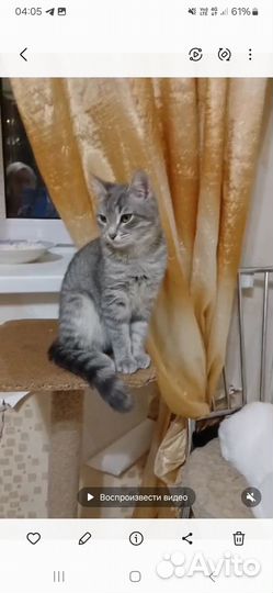 Красивейший котенок ищет маму