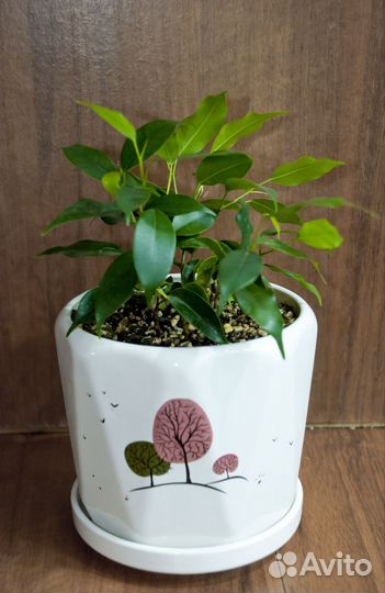 Фикус бенджамина наташа