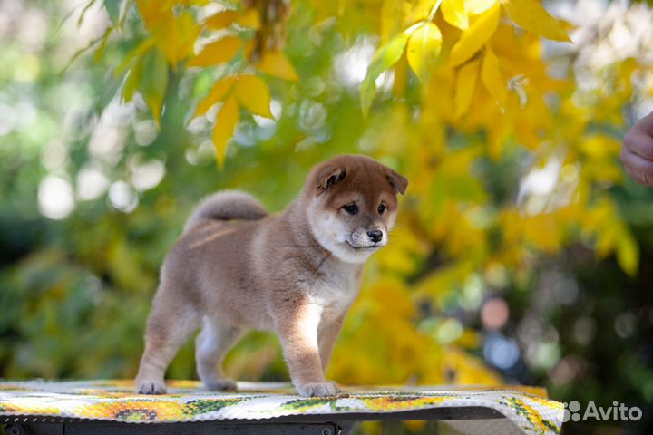 Щенки сиба ину