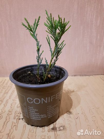 Можжевельник скальный Скайрокет (Skyrocket)