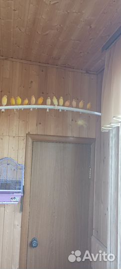 Кенара и канарейки