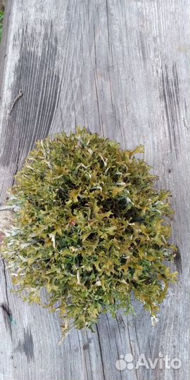 Цетрария исландская (Исландский мох)