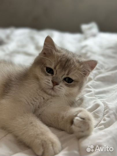 Котенок мальчик британский ay11 голубое золото