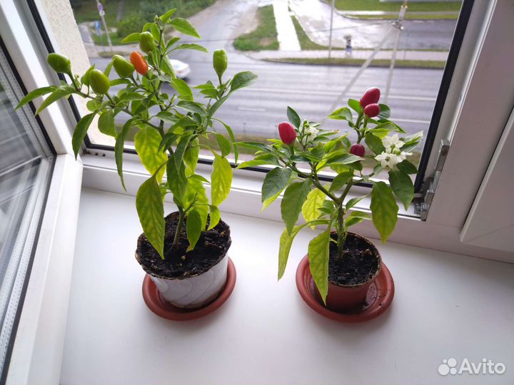 Мини-Перчик острый