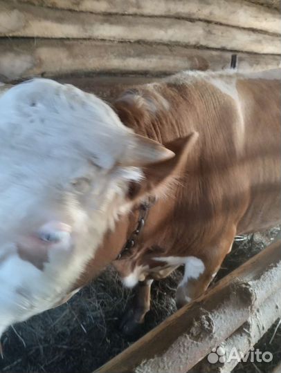 Бычки и телки