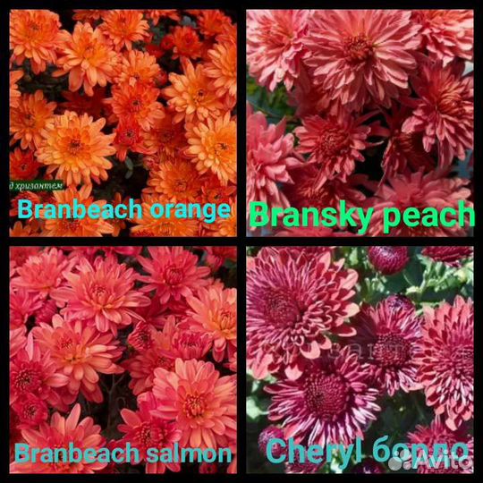 Рассада хризантемы мультифлора