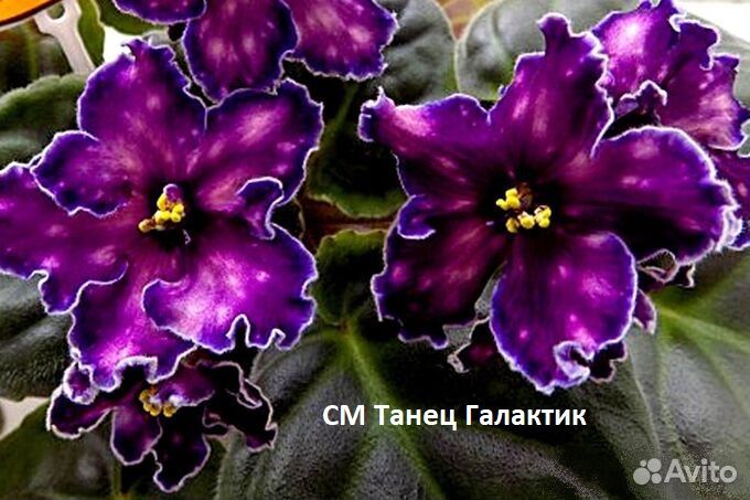 Детки фиалки