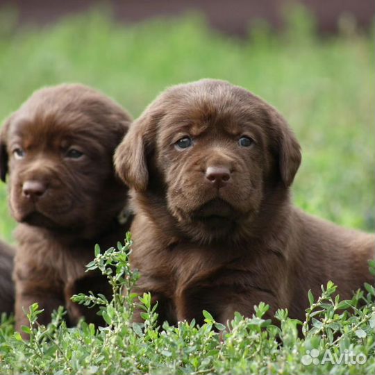 Щенки лабрадора