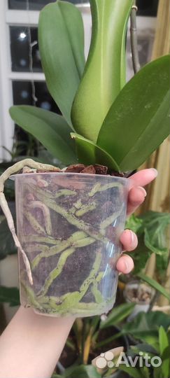 Орхидея фаленопсис Биг лип Манхэттен