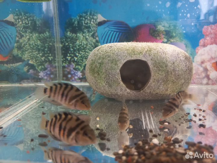 Цихлазома чернополосая