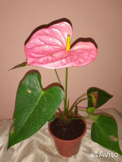 Антуриум розовый