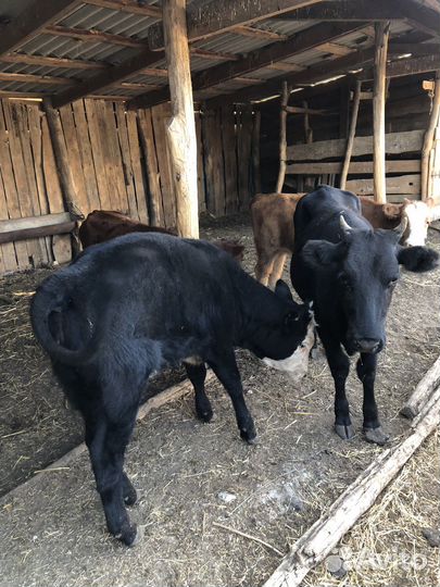 Телки 8 голов