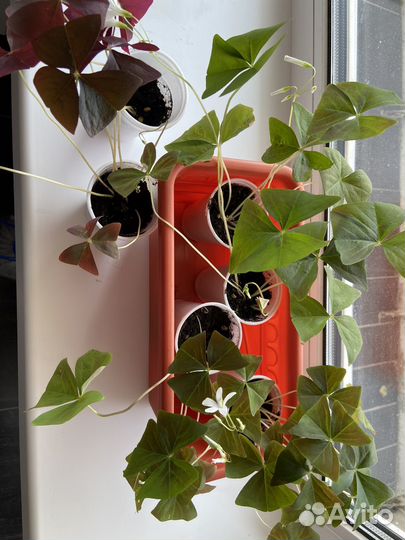 Кислица оксалис