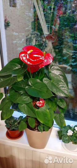 Антуриум (мужское счастье)