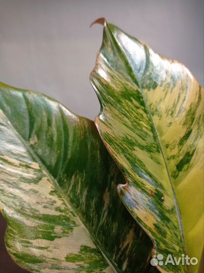 Филодендрон Карамель. Филодендрон