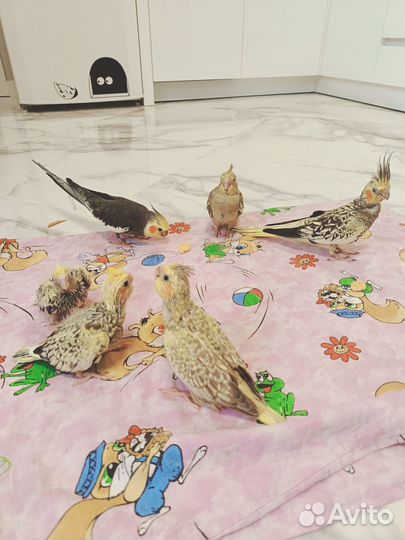 Попугай корелла птенец