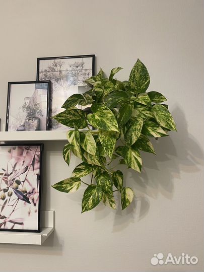 Сциндапсус