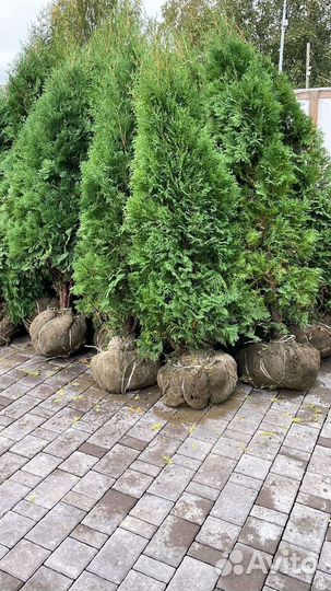 Туя Смарагд 200 см