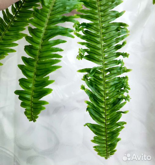 Папортники Нефролеписы 3 часть