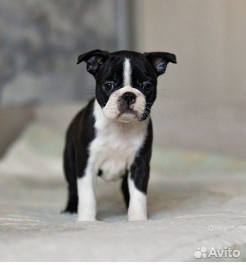 Щенки бостон терьер