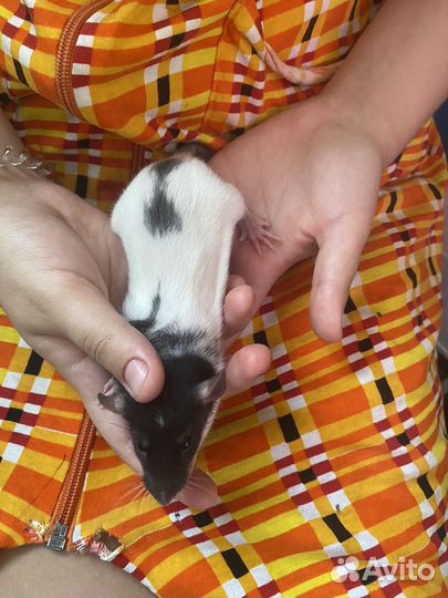 Отдам крысеныша жорика