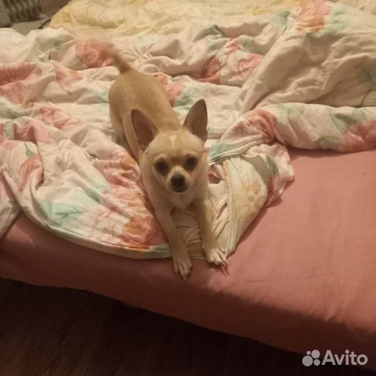Вязка чихуахуа мальчик