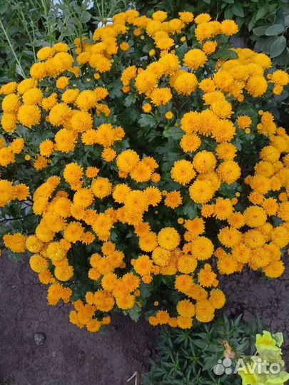 Хризантема