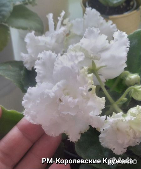 Фиалки листочек - 100