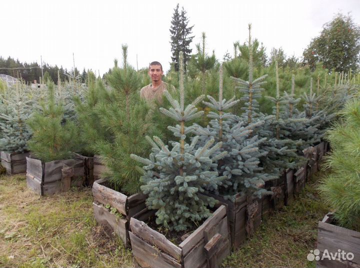 Сосна обыкновенная