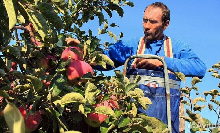 Разнорабочий по сборке яблок в саду