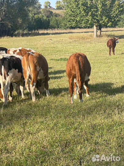 Телки и бычки симментал герефорд 4,5,6 мес