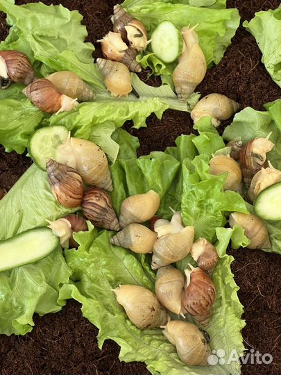 Улитки ахатины