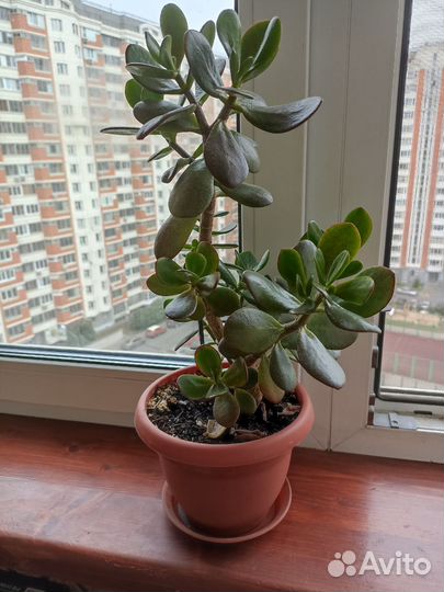 Денежное дерево