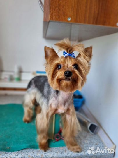 Йоркширский терьер