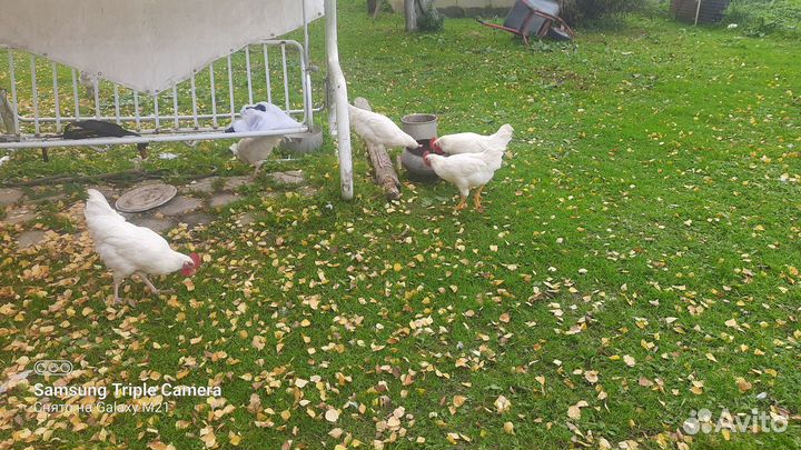 Молодые петушки