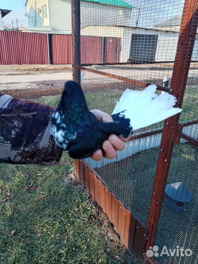 Продам голубя