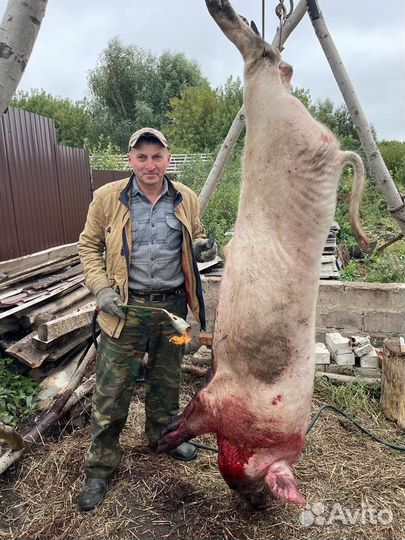 Мясо свинина домашняя